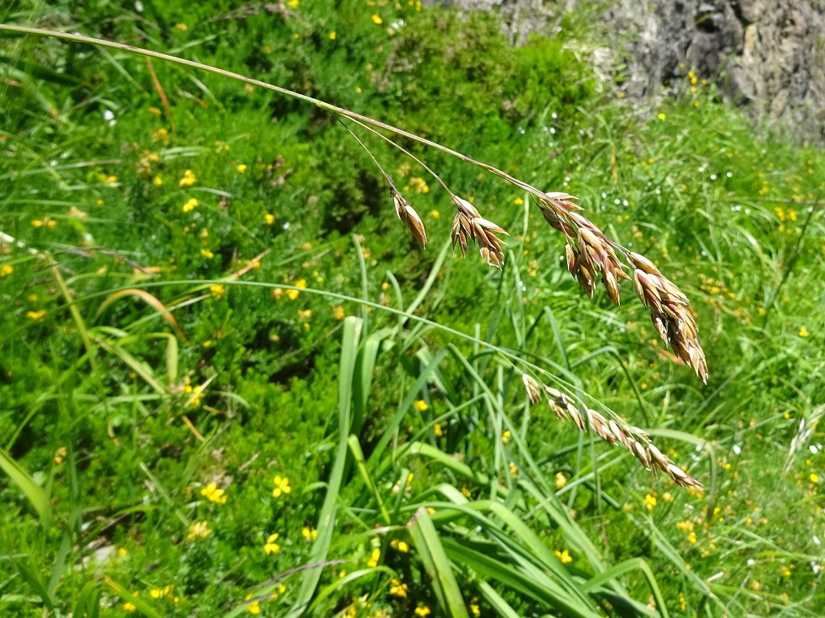 Patzkea paniculata subsp. longiglumis (Poaceae)